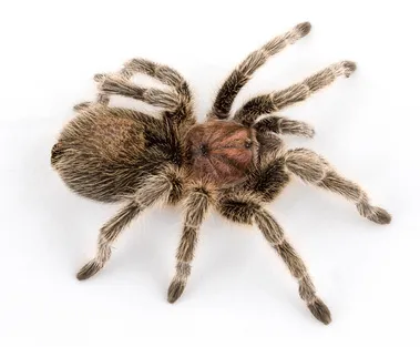 21781 chilean tarantula overview
