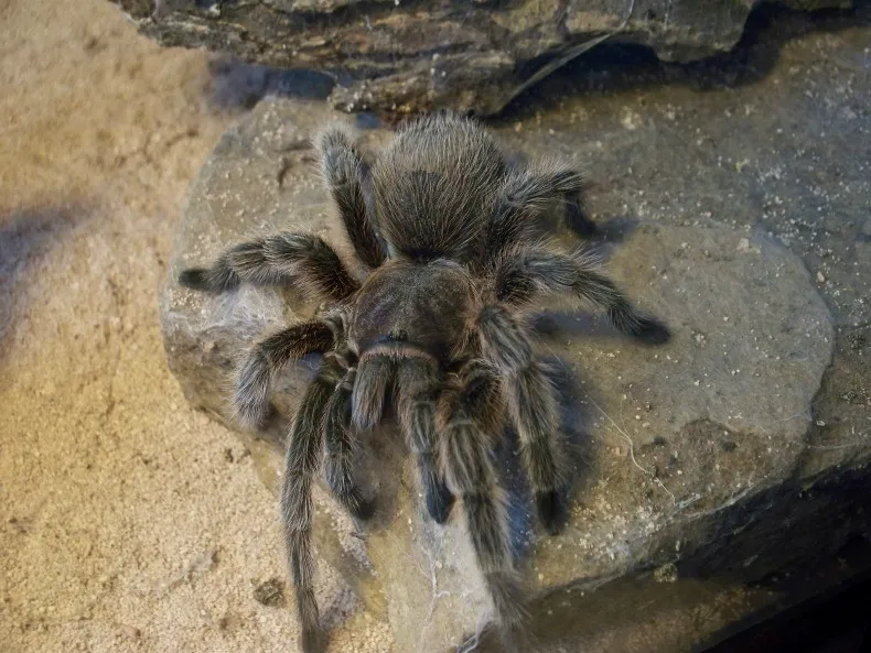 21781 chilean tarantula physical characteristics