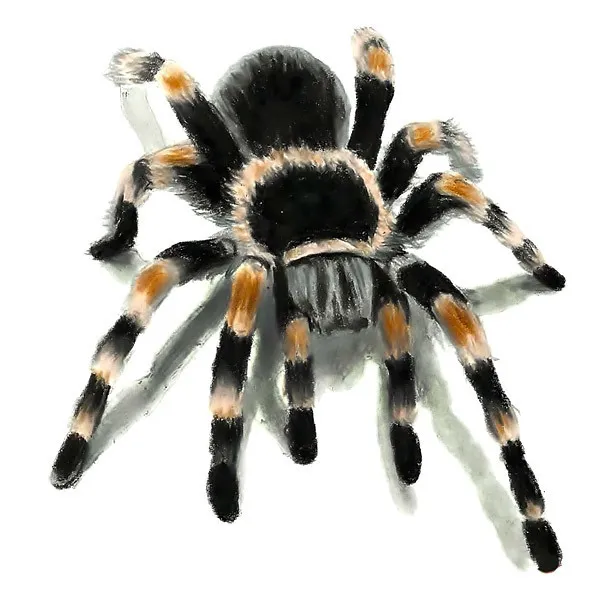 21782 3d tarantula tattoo 5