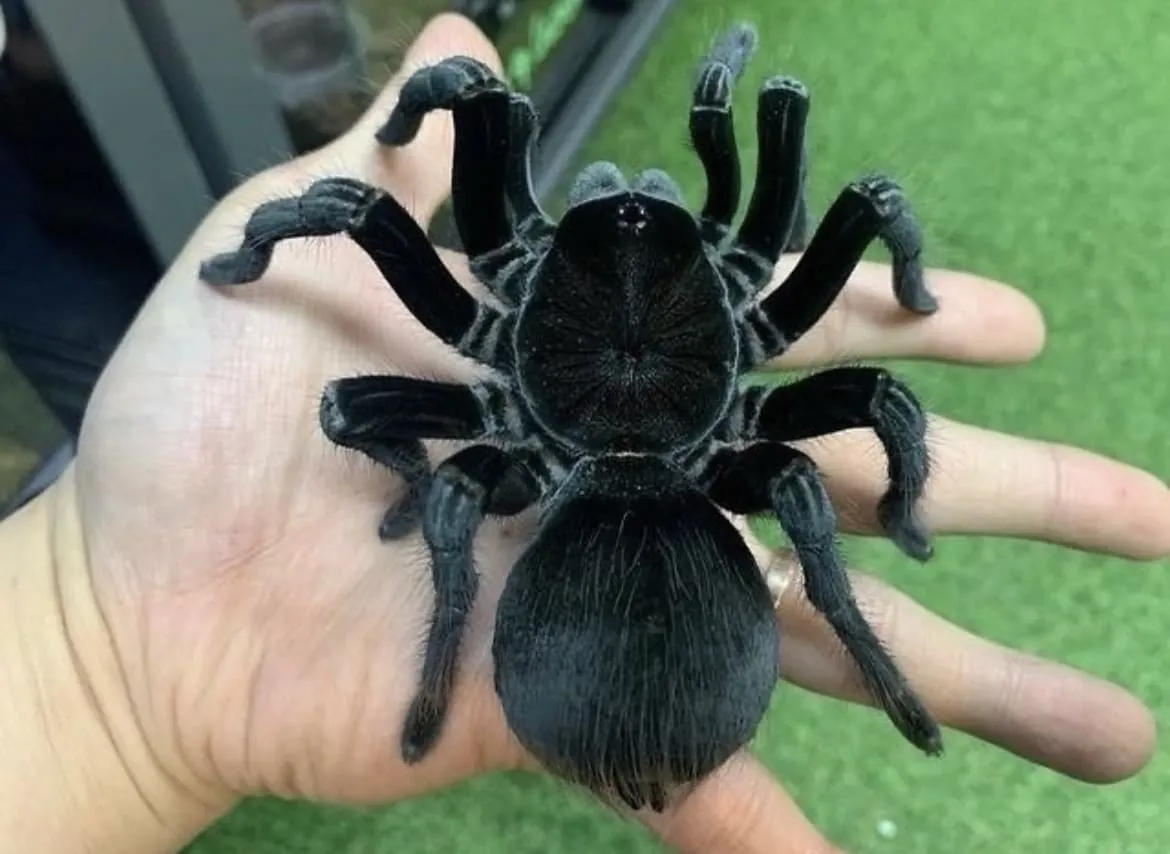 21787 tarantula enclosure