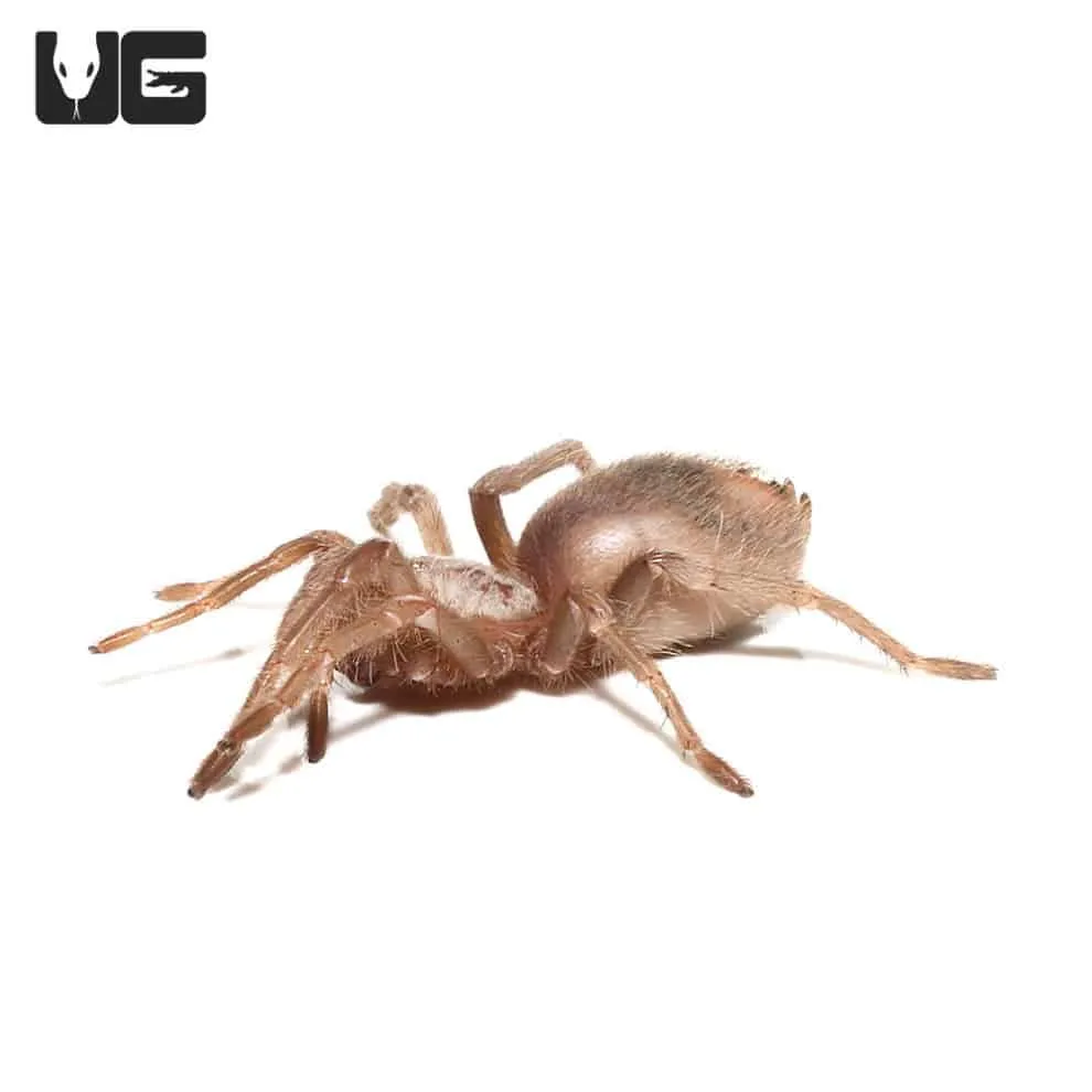 21789 salmon pink tarantula feeding