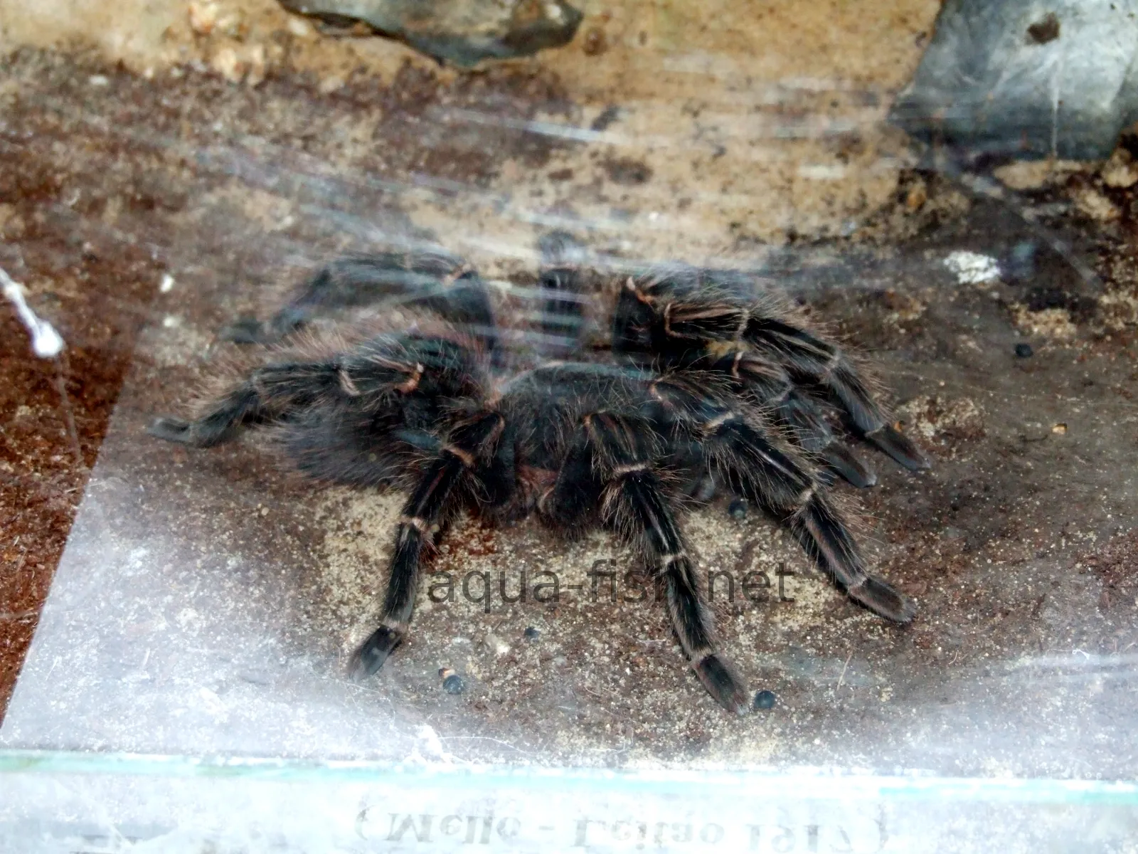 /img/21789-salmon-pink-tarantula-habitat.webp