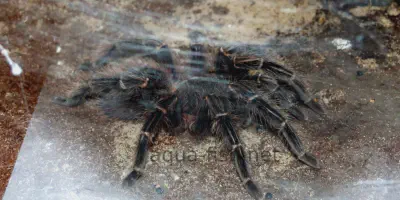 /img/21789-salmon-pink-tarantula-habitat.webp