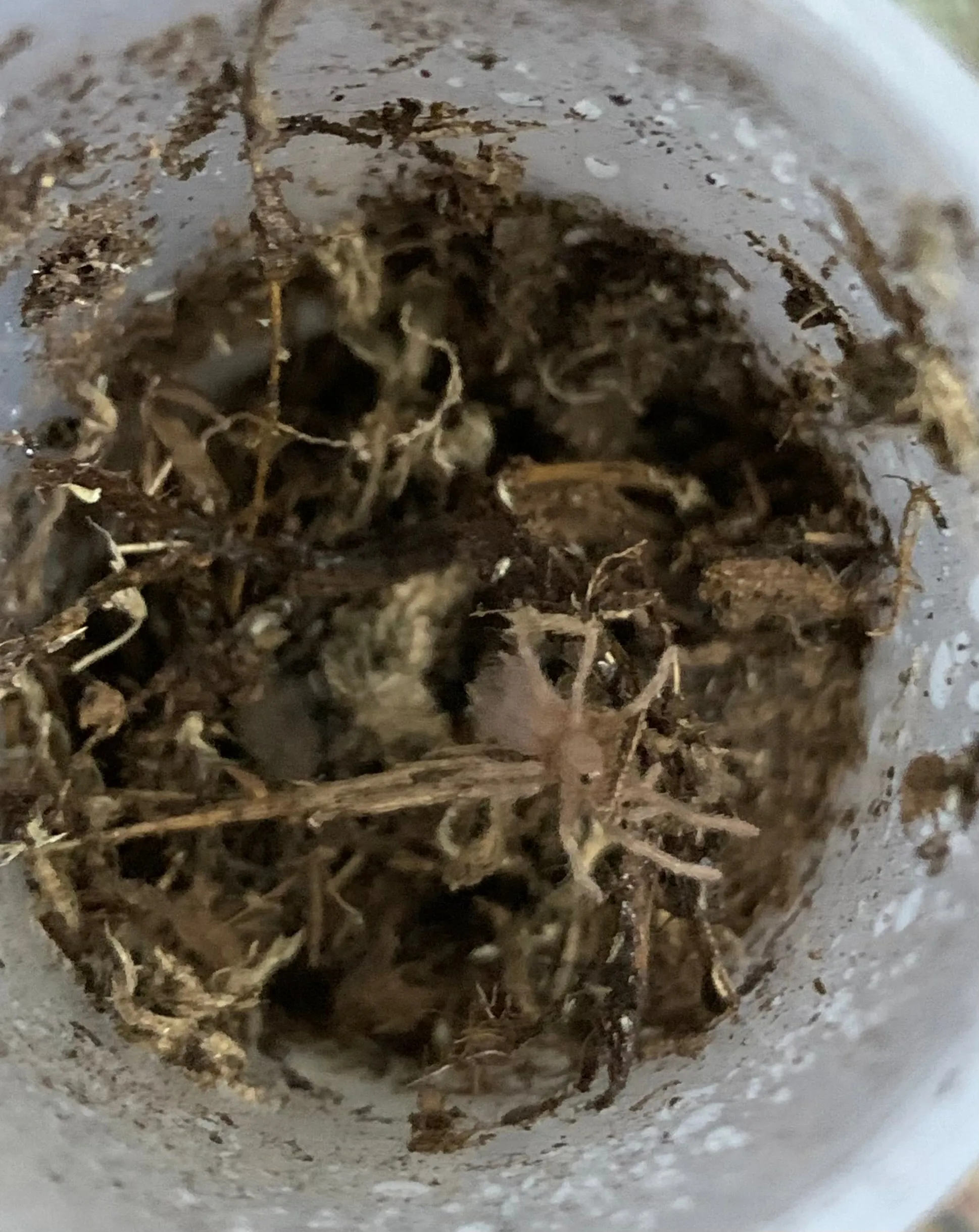 21789 tarantula molting