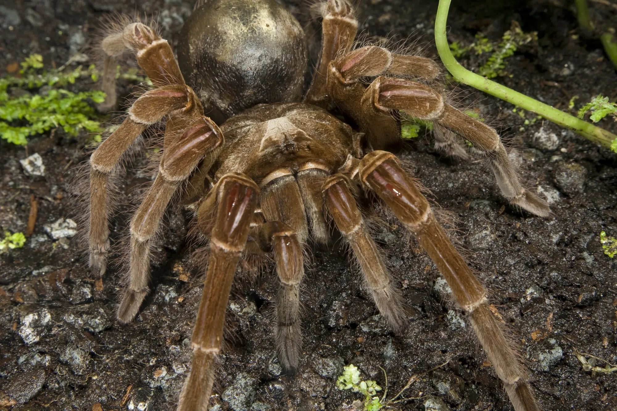 /img/21792-goliath-tarantula-venom.webp