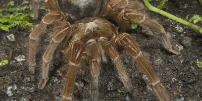 /img/21792-goliath-tarantula-venom.webp