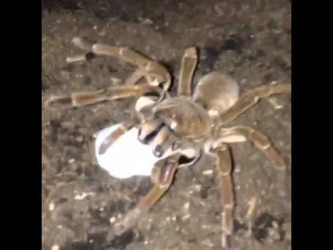 21792 goliath tarantula vs mouse outcome