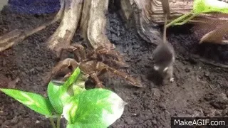 21792 mouse overview