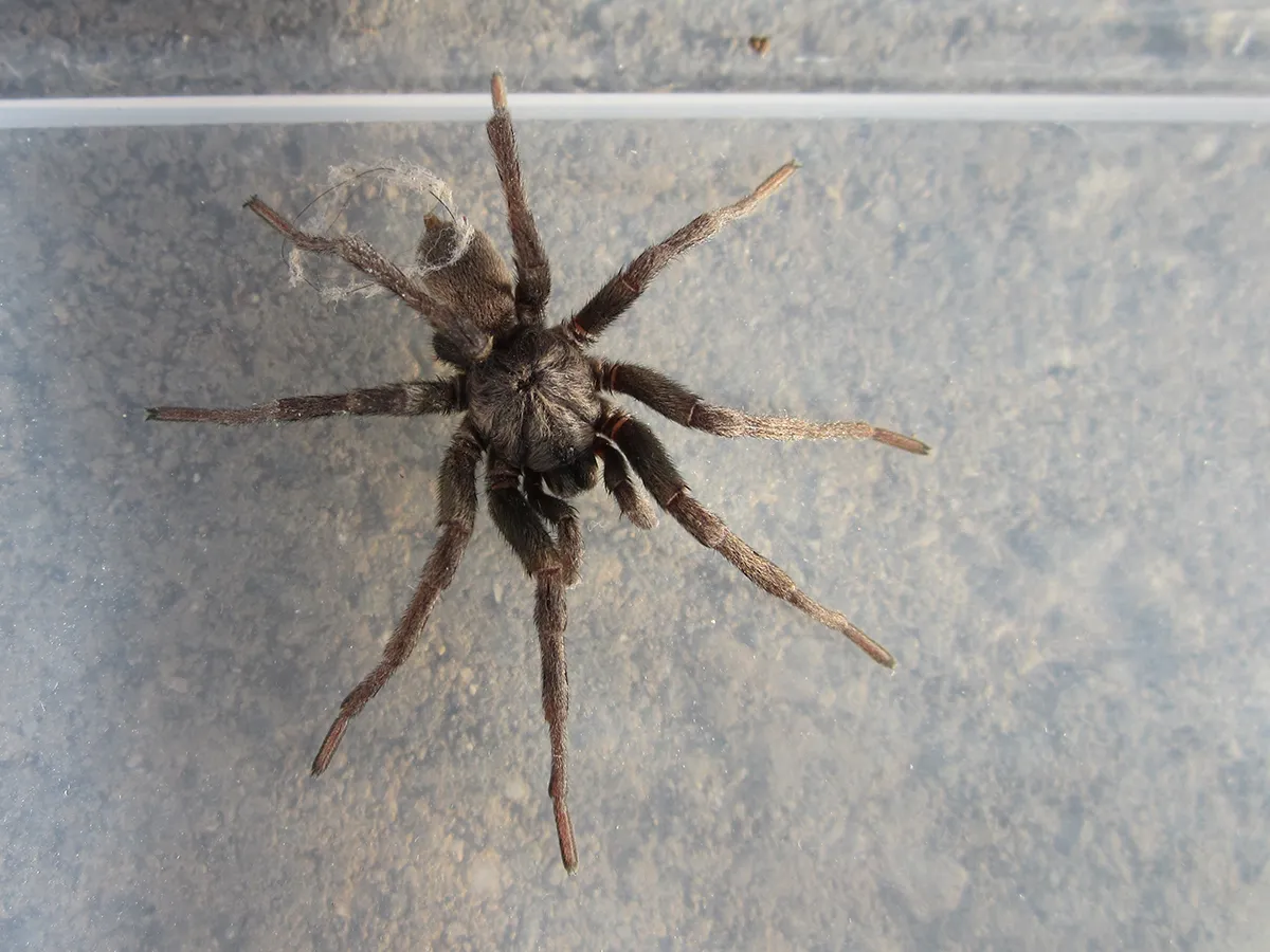 21793 tarantula labium