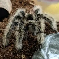 21793 tarantula species