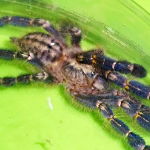 21794 gooty sapphire tarantula breeding