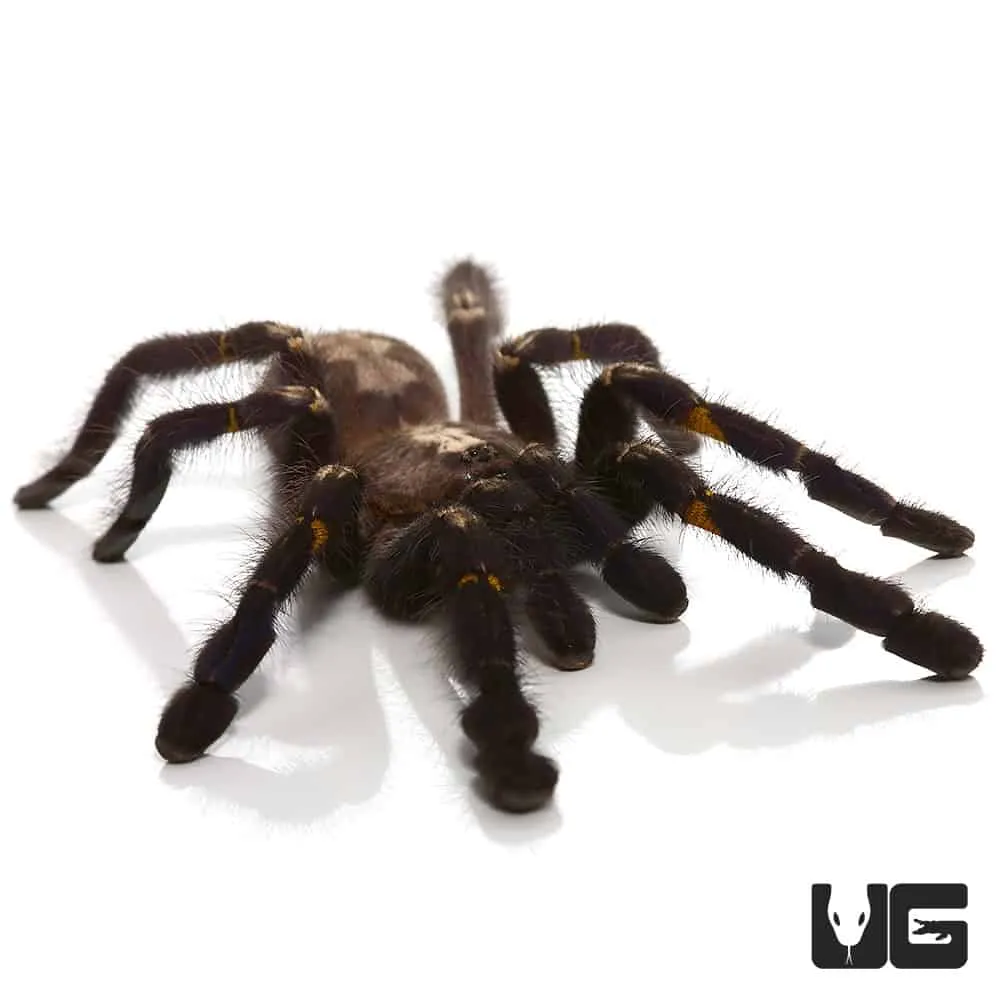 21794 gooty sapphire tarantula feeding