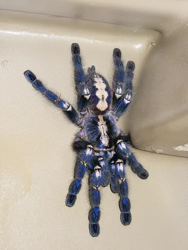 /img/21794-gooty-sapphire-tarantula-healthy.webp