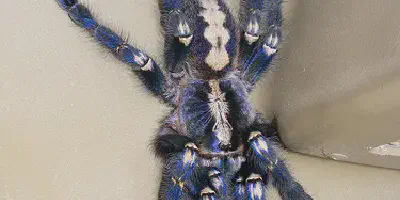 /img/21794-gooty-sapphire-tarantula-healthy.webp