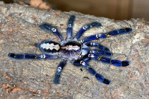 21794 gooty sapphire tarantula legal