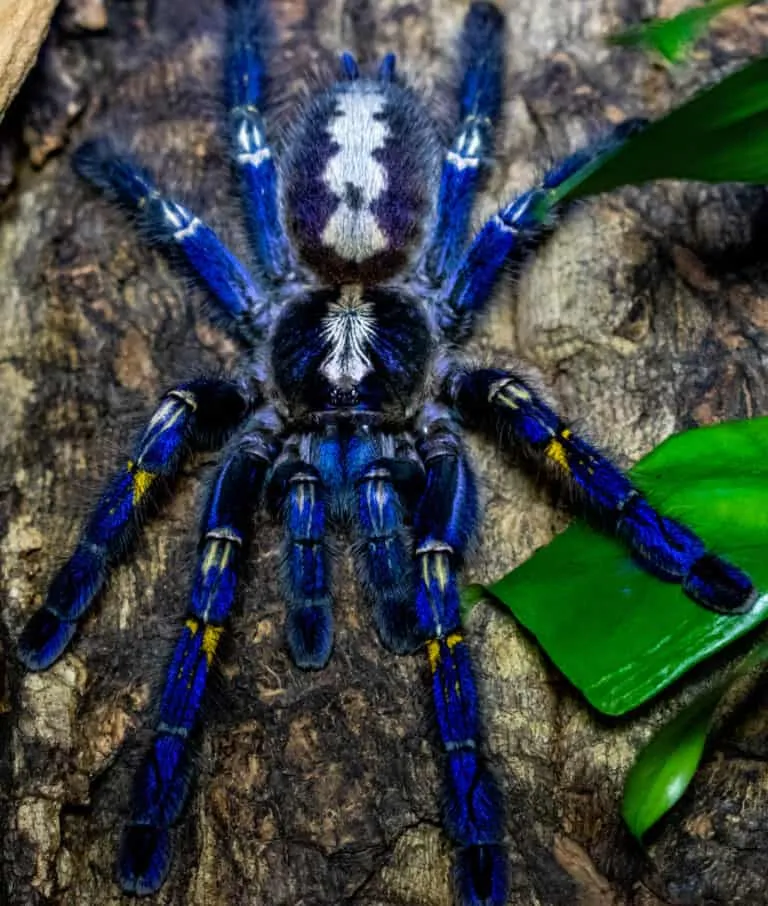 21794 gooty sapphire tarantula molting