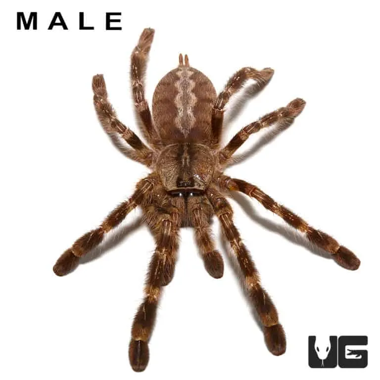 21796 greenbottle blue tarantula