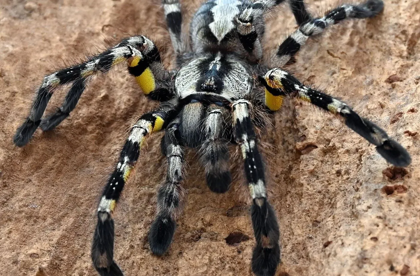 21796 mexican red knee tarantula