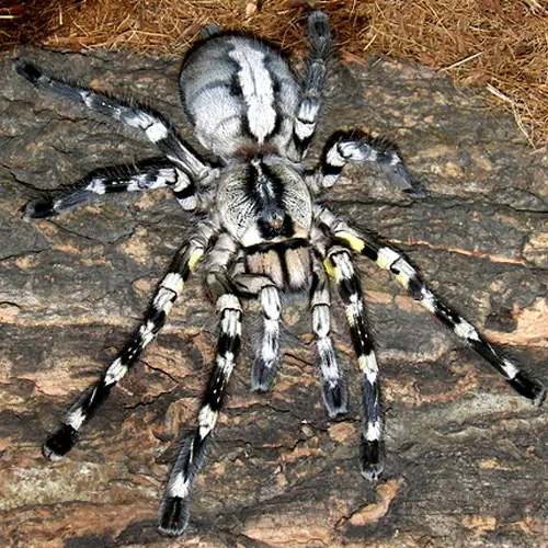 21796 pinktoe tarantulas