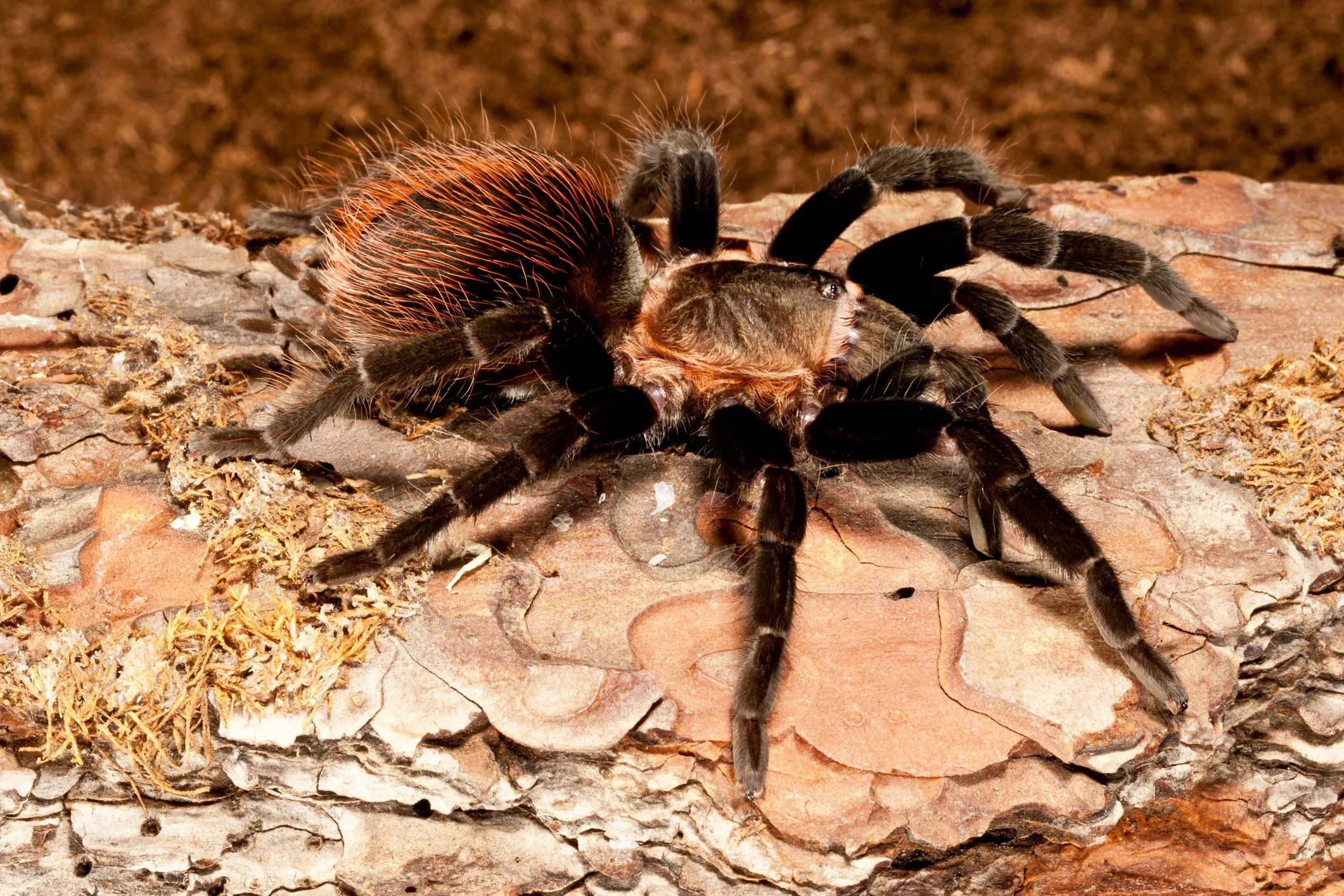 /img/21796-psalmopoeus-irminia.webp
