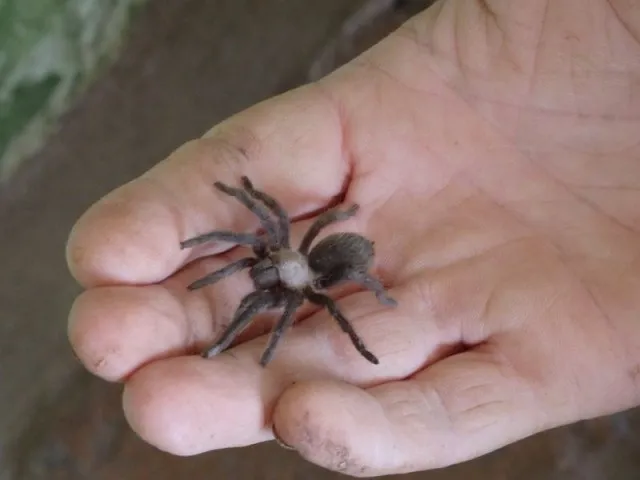 21798 baby tarantula feeding