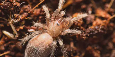 /img/21798-baby-tarantula-watering.webp