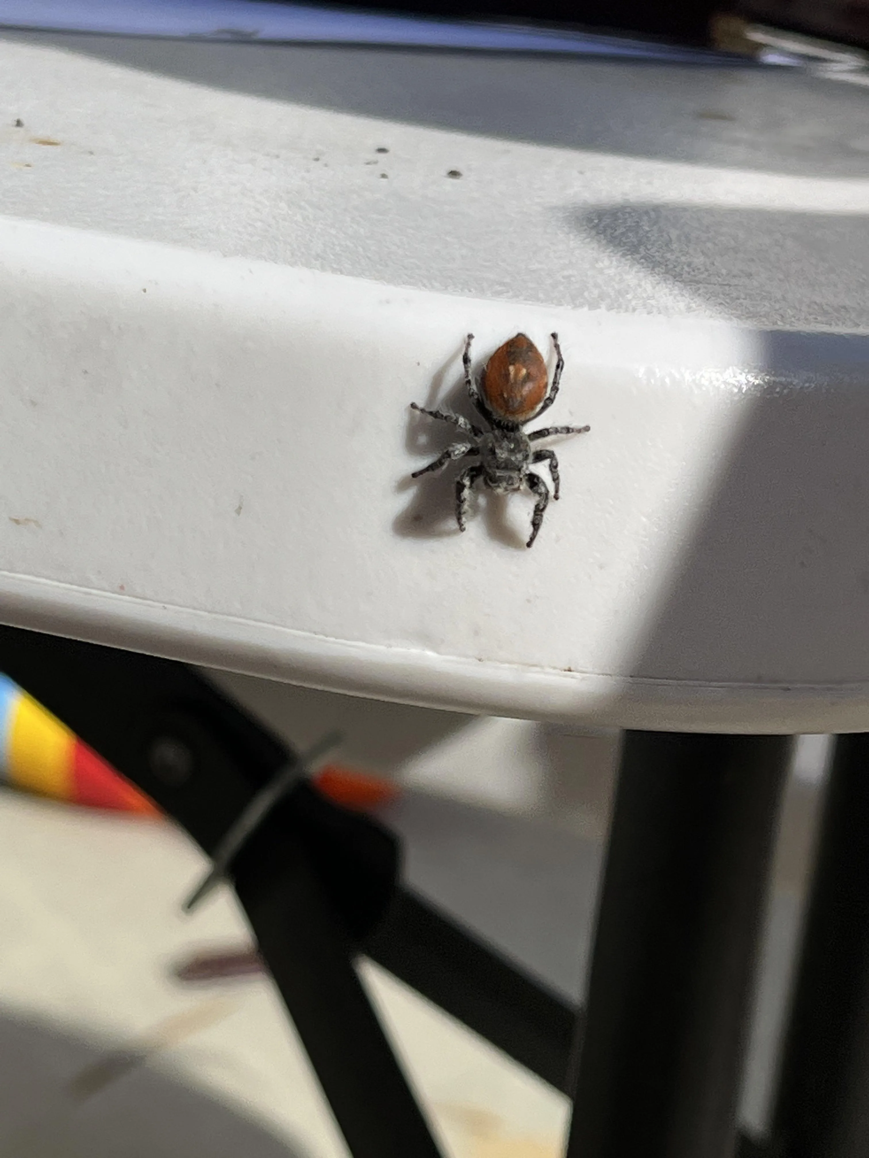 21798 tarantula cleaning