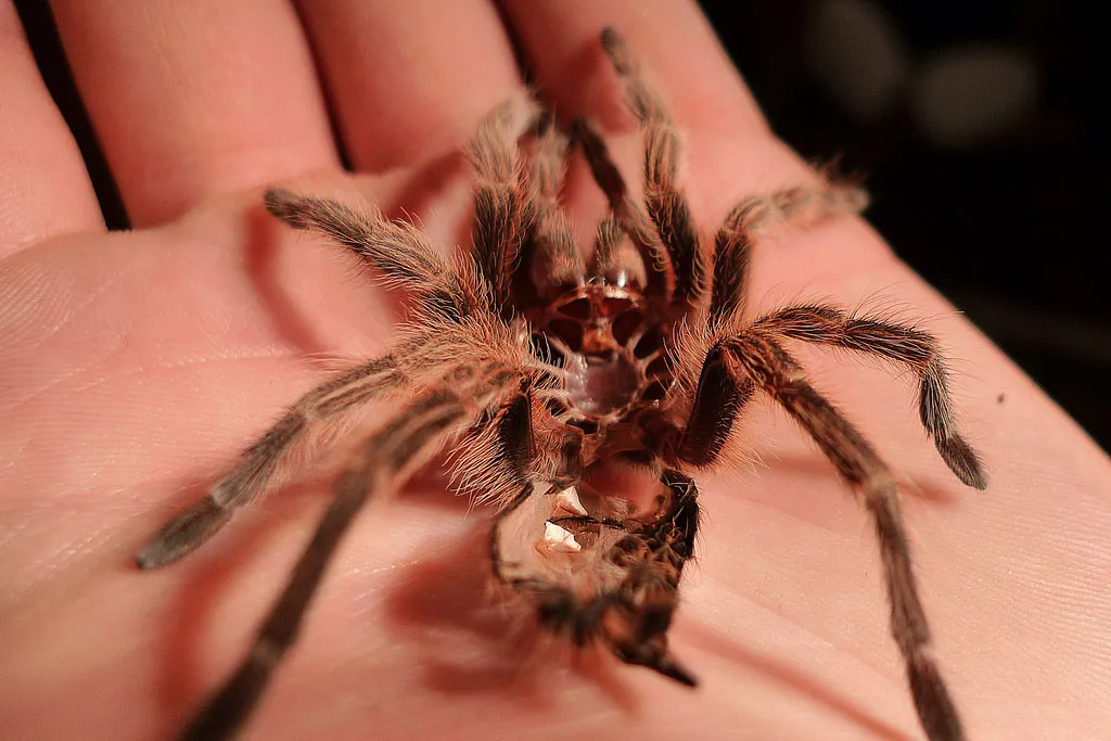 21799 chilean rose tarantula habitat