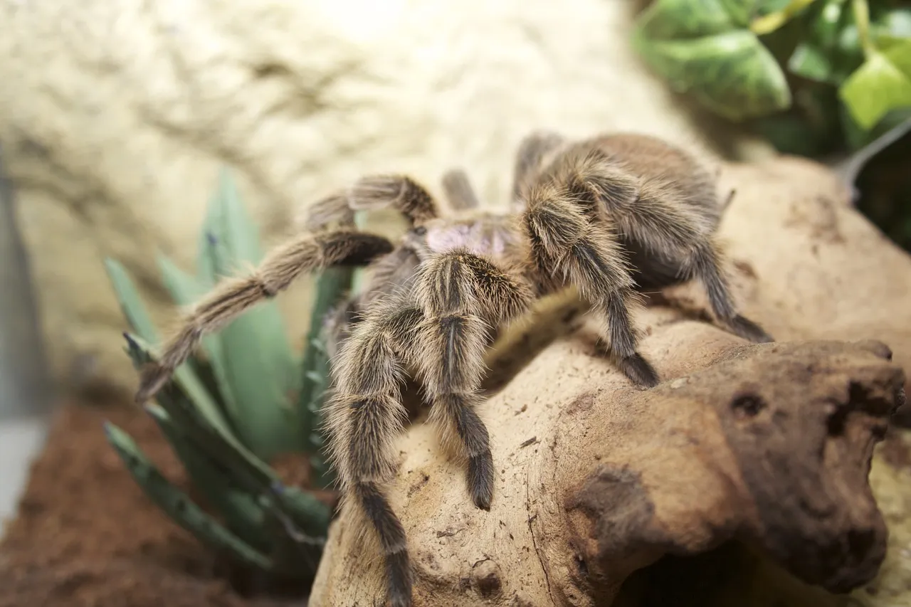 /img/21799-chilean-rose-tarantula-philippines-local.webp