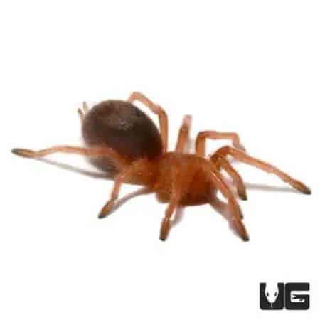 21799 chilean rose tarantula philippines online