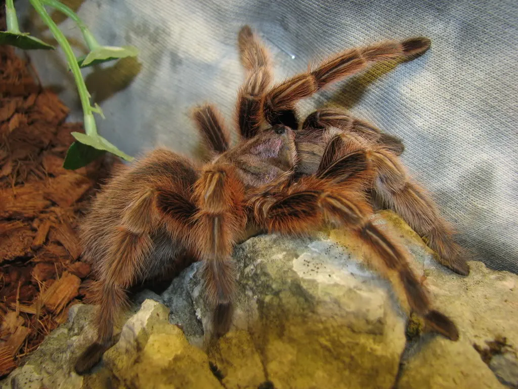 21799 chilean rose tarantula philippines