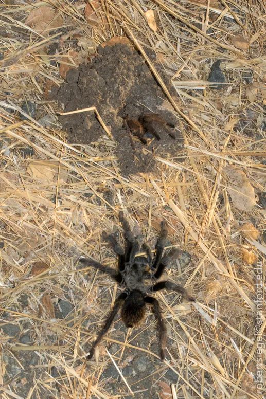 21800 beginner tarantula species