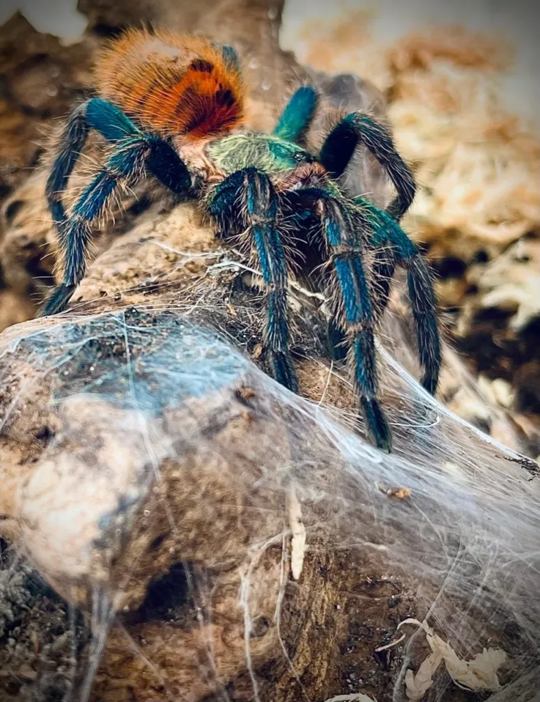 21800 tarantula care guide