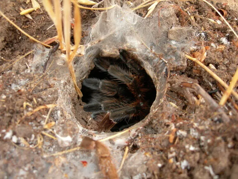 21800 tarantula enclosure setup