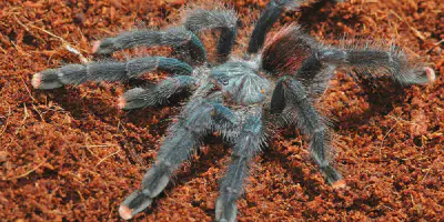 /img/21800-tarantula-safe-environment.webp