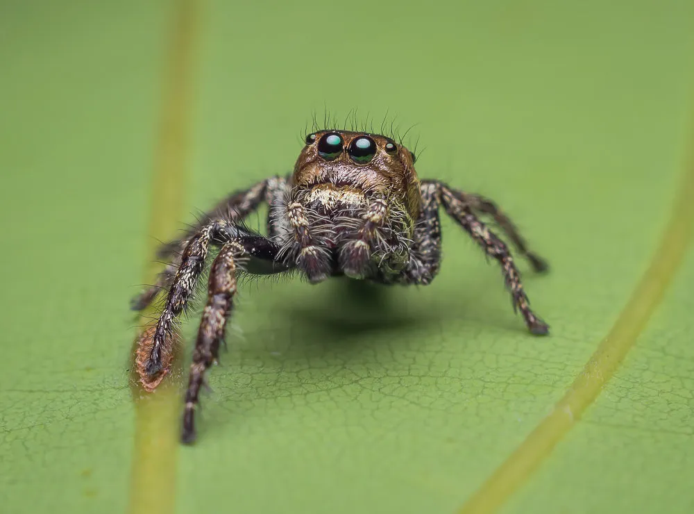 21801 tarantula spider conservation