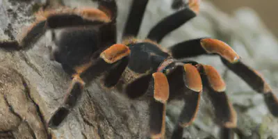 /img/21801-tarantula-spider-jump-myth.webp