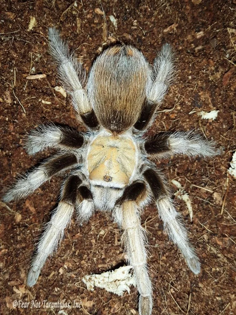 21801 tarantula spider muscles