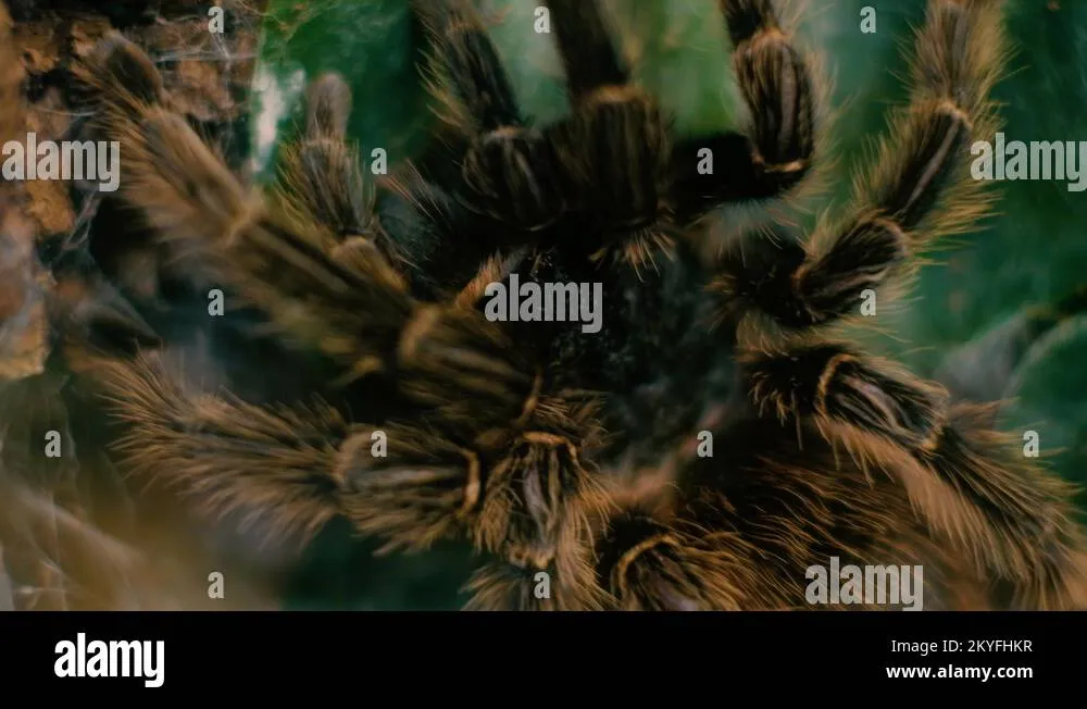 21802 tarantula spider bite symptoms