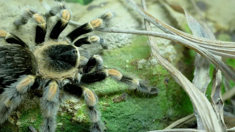 21802 tarantula spider first aid