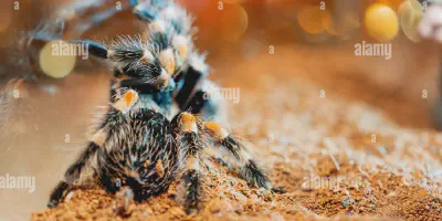 /img/21802-tarantula-spider-pet.webp