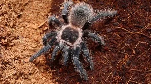 21802 tarantula spider species