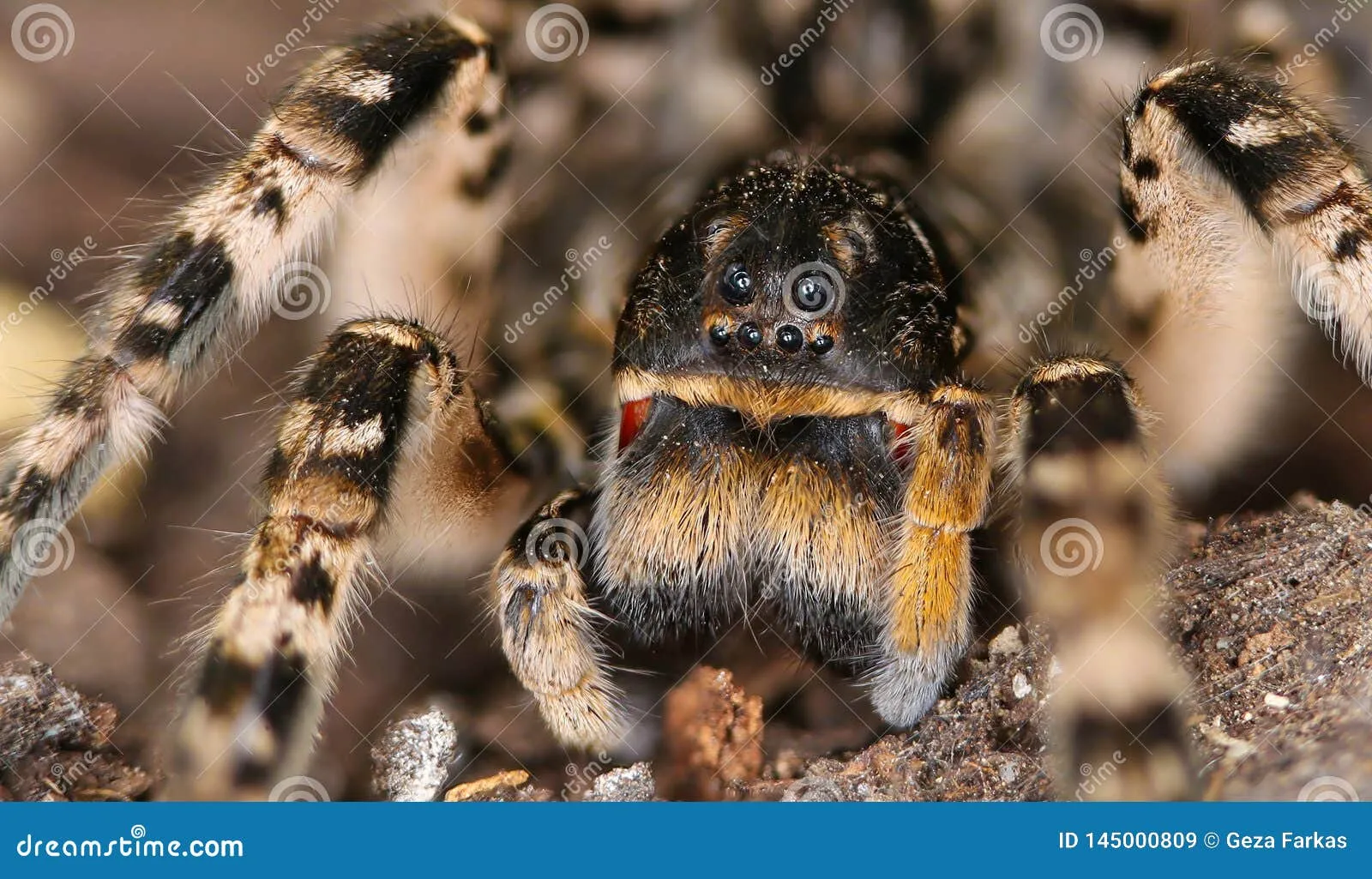 21802 tarantula spider urticating hairs
