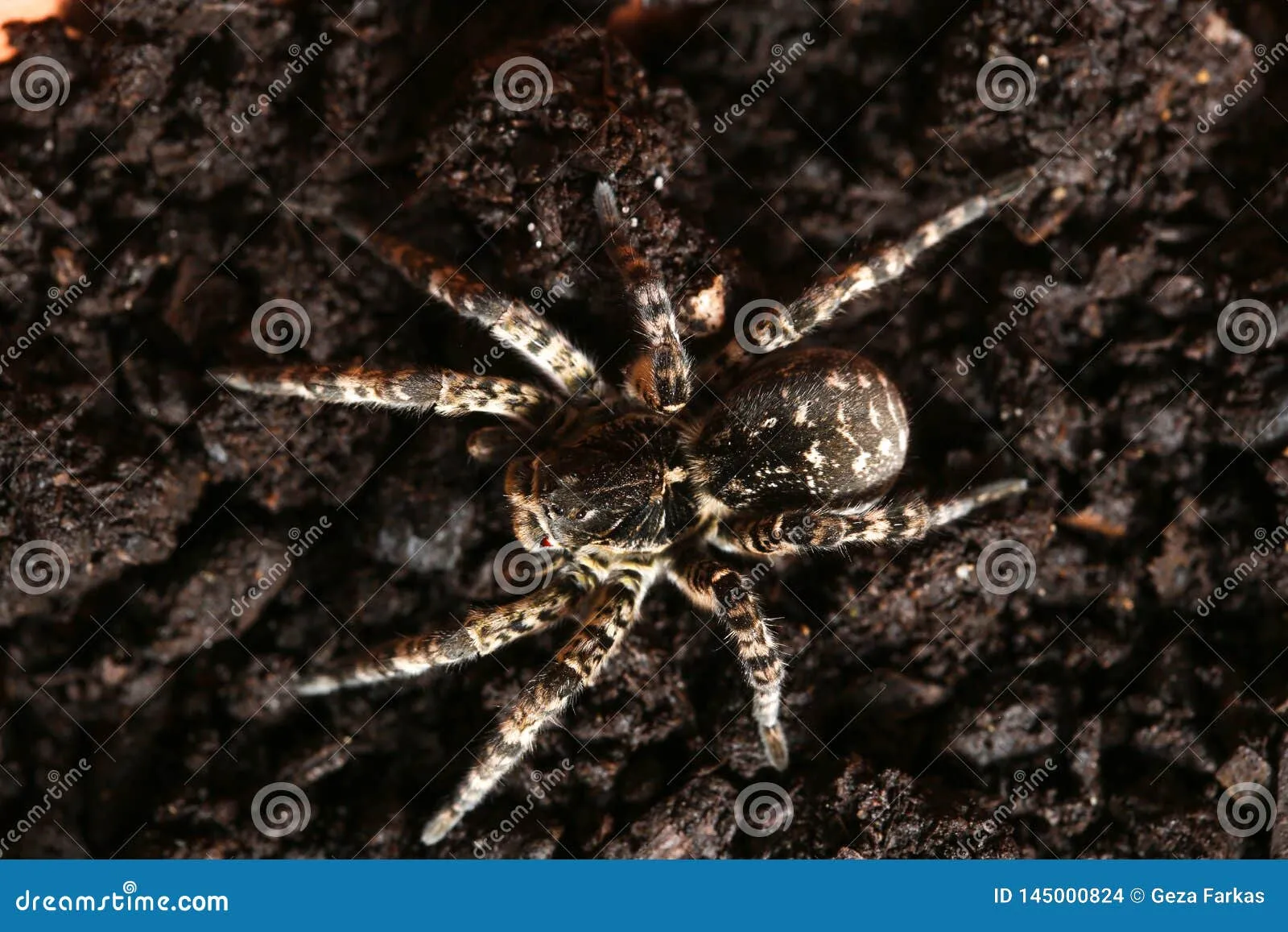 21802 tarantula spider venom