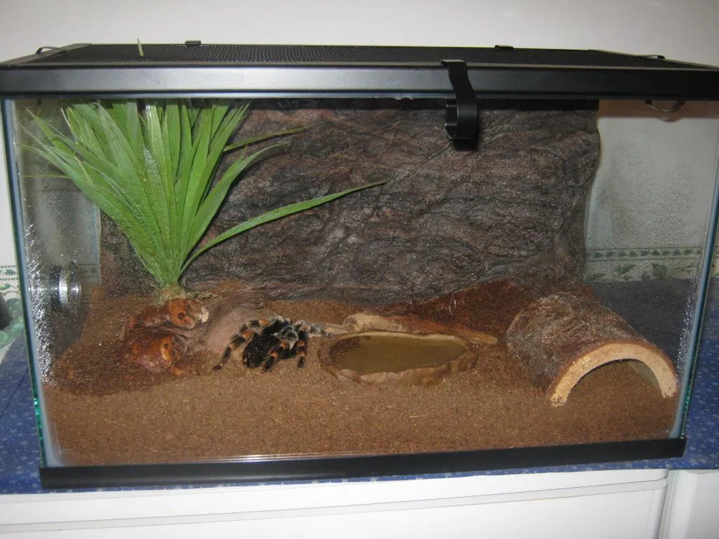 21803 terrestrial tarantula enclosure