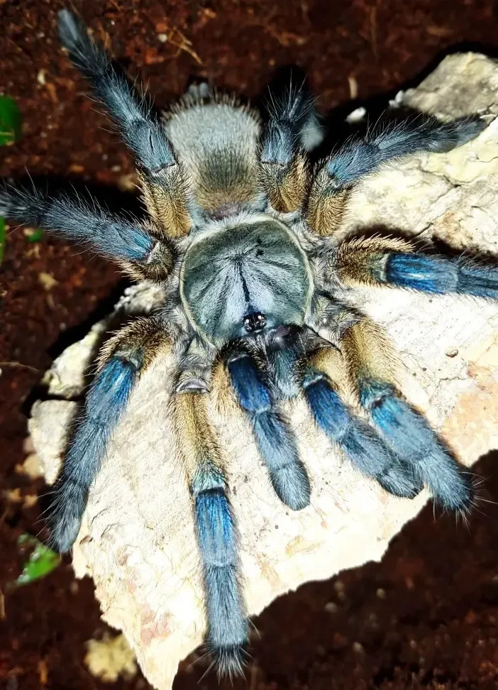 21805 blue baboon tarantula accurate identification