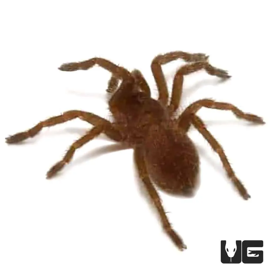 21805 blue baboon tarantula genus