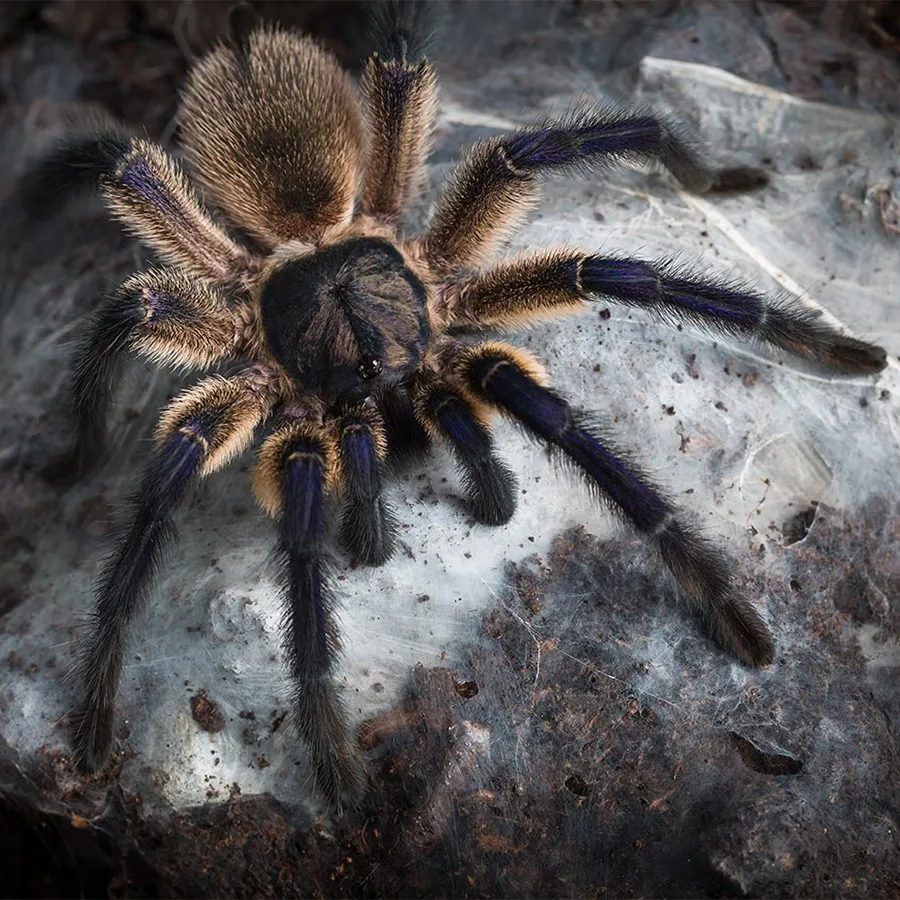 /img/21805-blue-baboon-tarantula-handling.webp