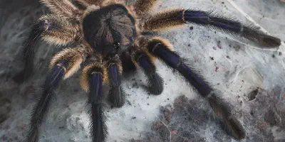 /img/21805-blue-baboon-tarantula-handling.webp
