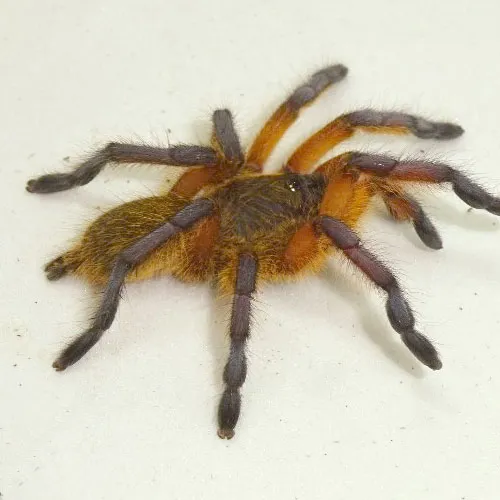 21805 blue baboon tarantula physical characteristics